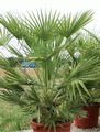 Chamaerops humilis